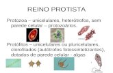 REINO PROTISTA Protozoa – unicelulares, heterótrofos, sem parede celular – protozoários. Protófitos – unicelulares ou pluricelulares, clorofilados (autótrofos.