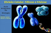 Aula Programada Biologia Tema: Divisão celuar: Mitose e Meiose Divisão Celular: Mitose e Meiose.