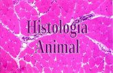 Histologia tecidos Ramo da Biologia que estuda os tecidos.