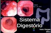 Vera Vargas 2011. Sistema Digestivo Sistema respiratório Boca.