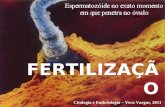 FERTILIZAÇÃO Citologia e Embriologia – Vera Vargas, 2011.