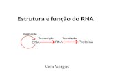 Estrutura e função do RNA Vera Vargas. Dogma central O dogma central da biologia é que a informação estocada no DNA é transferida para moléculas de RNA.