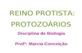 PROTOZOÁRIOS Disciplina de Biologia Profª: Marcia Conceição REINO PROTISTA: