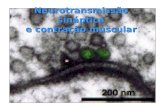 Neurotransmissão sináptica e contração muscular. A sinapse Elemento pré-sináptico –Botão sináptico –Junção neuromuscular –Terminais especializados Ribbon.