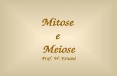 Mitose e Meiose Prof. W. Ernani O ciclo celular Dividido em: -Intérfase -Divisão Celular 1.Mitose 2.Meiose.