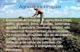 Agricultura Uruguai Economia do Uruguai. A agricultura (trigo, milho, girassol, linho, algodão, beterraba açúcar) e pecuária (bovinos, ovinos) são os recursos.