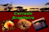Cerrado Brasileiro. Dados Gerais Área: 2.036.448 Km² ou seja 23,92% do território brasileiro. Área: 2.036.448 Km² ou seja 23,92% do território brasileiro.
