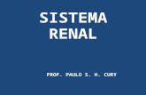 SISTEMA RENAL PROF. PAULO S. H. CURY. Funções renais Remoção de substância tóxicas do sangue (uréia e creatinina); Auxiliam no controle de água e dos.