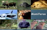 Mamíferos Mamíferos. Os mamíferos (do latim científico Mammalia) constituem uma classe de animais vertebrados, que se caracterizam pela presença de.