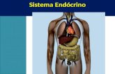 Sistema Endócrino. Introdução O sistema endócrino é responsável pelo controle das atividades metabólicas do organismo. Atua a longo prazo, através de.