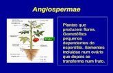 Angiospermae Plantas que produzem flores. Gametófitos pequenos dependentes do esporófito. Sementes incluídas num ovário que depois se transforma num fruto.