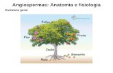 Angiospermas: Anatomia e fisiologia Estrutura geral.