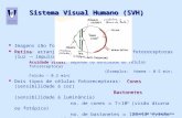 Sistemas de Telecomunicações Sistema Visual Humano (SVH) Imagens são focadas na retina. Retina Retina: arranjo bidimensional de células fotoreceptoras.