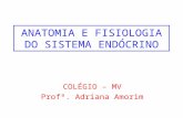 ANATOMIA E FISIOLOGIA DO SISTEMA ENDÓCRINO COLÉGIO – MV Profª. Adriana Amorim.