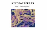 MICOBACTÉRIAS Mycobacterium. - cerca de 60 espécies, maioria saprófitas do solo M. tuberculosis, M. bovis, M africanum: tuberculose M. leprae: hanseníase;