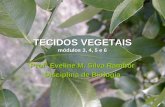 TECIDOS VEGETAIS módulos 3, 4, 5 e 6 Profª Eveline M. Silva Rambor Disciplina de Biologia.