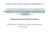 CBB 5018 ANATOMIA HUMANA II Pontifícia Universidade Católica de Goiás Departamento de Biomedicina Professor Indíara Jorge Latorraca Patologia Clínica.