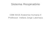 Sistema Respiratório CBB 5018 Anatomia Humana II Professor: Indíara Jorge Latorraca.