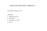CBB 5018 ANATOMIA HUMANA II Aula prática dirigida nº 04 SUMÁRIO: 1.Medula espinhal 2.Meninges 3.Cavidades do SNC 4.líquor.