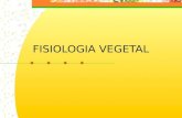 FISIOLOGIA VEGETAL. Relações Hídricas na estrutura vegetal.
