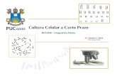 Cultura Celular a Curto Prazo BIO1940 - Citogenética Básica Dr. Cláudio C. Silva PUC-Goiás / BIO.