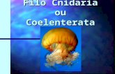 Filo Cnidaria ou Coelenterata. I. CARACTERIZAÇÃO:. Ex.: águas-vivas, corais, anêmonas e hidras.. Cavidade gastrovascular (digestiva) – sistema digestório.