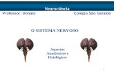 1 O SISTEMA NERVOSO Neurociência Aspectos Anatômicos e Fisiológicos Professor: Donato Colégio São Geraldo.