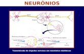 Bolsa pré-sináptica NEURÔNIOS Transmissão do impulso nervoso em neurônios mielínicos.