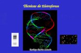Técnicas de Eletroforese Rodrigo Rocha Latado. Eletroforese Diversos métodos para análise de: Ácidos nucléicos (DNA e RNA) Proteínas Enzimas.