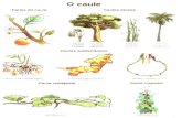 Estrutura interna do caule Regiões e origem Classificação dos Caules 1) Aéreos Eretos: Tronco - caule das árvores, lenhoso, engrossa Haste - caule.