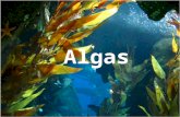 Algas. Quais são os reinos dos seres que podemos encontrar as algas como representantes? Reino Monera: cianobactérias ou cianofíceas ou algas azuis (são.