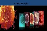 Embriologia. Fecundação Etapas do desenvolvimento Embriogênese: clivagens Gastrulação: transformação blástula em gástrula Organogênese: formação de tecidos.