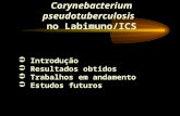 Corynebacterium pseudotuberculosis no Labimuno/ICS Introdução Resultados obtidos Trabalhos em andamento Estudos futuros.