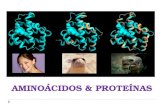 AMINOÁCIDOS & PROTEÍNAS. 1. Introdução Proteína deriva de Prôtos (grego) que significa em primeiro lugar; proteínas desempenham funções fisiológicas e.