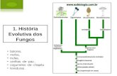 1. História Evolutiva dos Fungos bolores, mofos, trufas, orelhas -de- pau, cogumelos -de- chapéu leveduras.