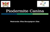 Piodermite Canina Mestranda: Elisa Bourguignon Dias.