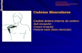 Cadeia ântero interna do ombro: -Sub escapular; -Coraco braquial; -Peitoral maior (feixe clavicular). Cadeias Musculares Prof. Alexandre Souza Disciplina.