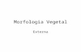 Morfologia Vegetal Externa. Raiz Origem: geralmente da radícula do embrião ou a partir de caules e folhas (adventícias) Funções: fixação do vegetal.