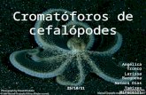 Cromatóforos de cefalópodes Angélica Tronco Larissa Bargoena Natara Dias Tamires Minucelli Vanessa Freitas 25/10/11.