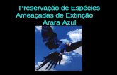 Preservação de Espécies Ameaçadas de Extinção Arara Azul.