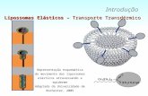 Lipossomas Elásticos – Transporte Transdérmico Introdução Representação esquemática do movimento dos lipossomas elásticos atravessando a epiderme Adaptada.