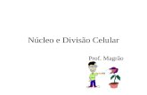 Núcleo e Divisão Celular Prof. Magrão. Núcleo Celular  7/textbook/chapter3/nuc.htm Portador dos fatores hereditários.