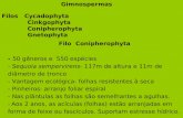 Gimnospermas Filos Cycadophyta Cinkgophyta Conipherophyta Gnetophyta Filo Conipherophyta - 50 gêneros e 550 espécies - Sequoia sempervirens- 117m de altura.