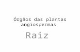 Órgãos das plantas angiospermas Raiz. Morfologia da raiz.