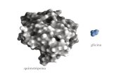 Quimotripsina glicina. Os átomos envolvidos na ligação peptídica se-encontram no mesmo plano: =180 o (trans) ou 0 o (cis) Os ângulos (phi) e (psi) tem.