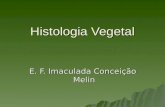 Histologia Vegetal E. F. Imaculada Conceição Melin.