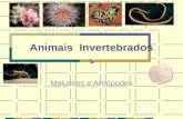 Animais Invertebrados Moluscos e Artrópodes. FILO Molusca.