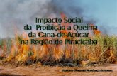 - Avaliar a aptidão à colheita mecanizada da cana-de- açúcar na Região de Piracicaba. - Associar áreas inaptas à mecanização e quantidade de mão de obra.