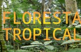 As florestas tropicais abrigam uma das maiores biodiversidades do mundo. Encontramos este tipo de floresta em regiões situadas, em sua grande maioria,
