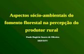 Aspectos sócio-ambientais do fomento florestal na percepção do produtor rural Paulo Rogério Soares de Oliveira DEF/UFV.